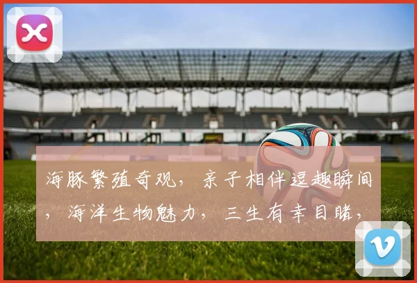 海豚繁殖奇观，亲子相伴逗趣瞬间，海洋生物魅力，三生有幸目睹，